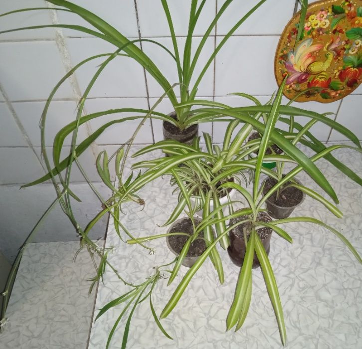 Хлорофитум хохлатый двухцветный зеленый