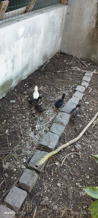 Pintos Caseiros 15 dias