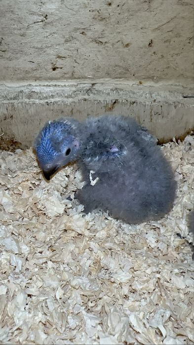 Loris molucanos para criar a mão