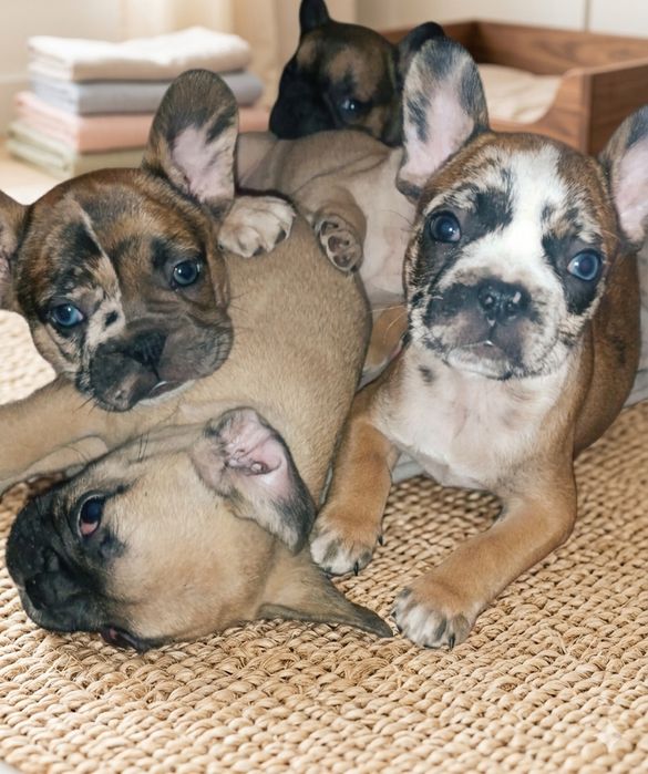 Неймовірні цуценята французького бульдога — 2 місяці