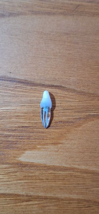 Modelos dentários para prática ENDODONTIA