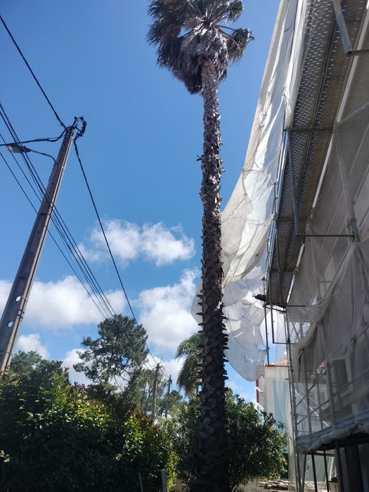 Palmeira Washingtonia