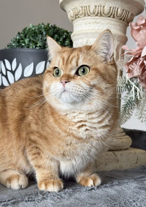 Британський котик