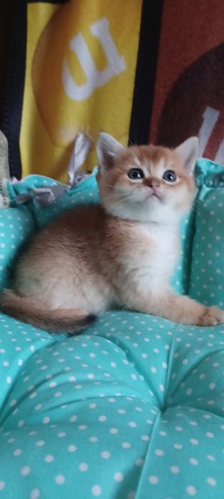 Золотая шиншила  мальчик