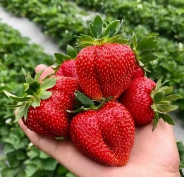 Продам саджанці ремонтантної малини різних сортів