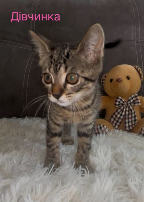 Кошенята шукають дім