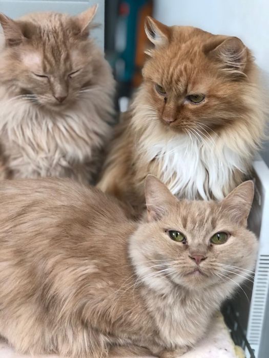 Метиси мейкуна в добрі руки