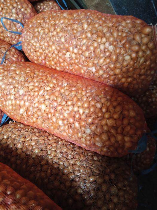 Лук-севок Штутгарт (арпажик)