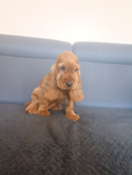Piękne szczenie cocer spaniel Gotowe do odbioru
