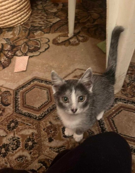 Ash Jack szukamy domu