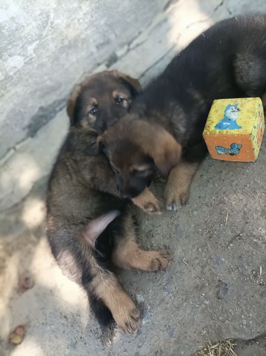 Продам щенков немецкой овчарки