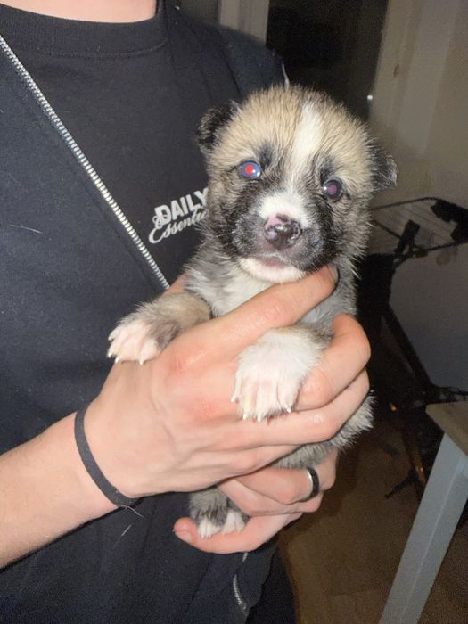 Szczenięta Husky do adopcji