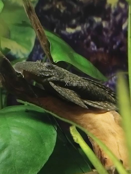 Ancistrus sp. Criação própria