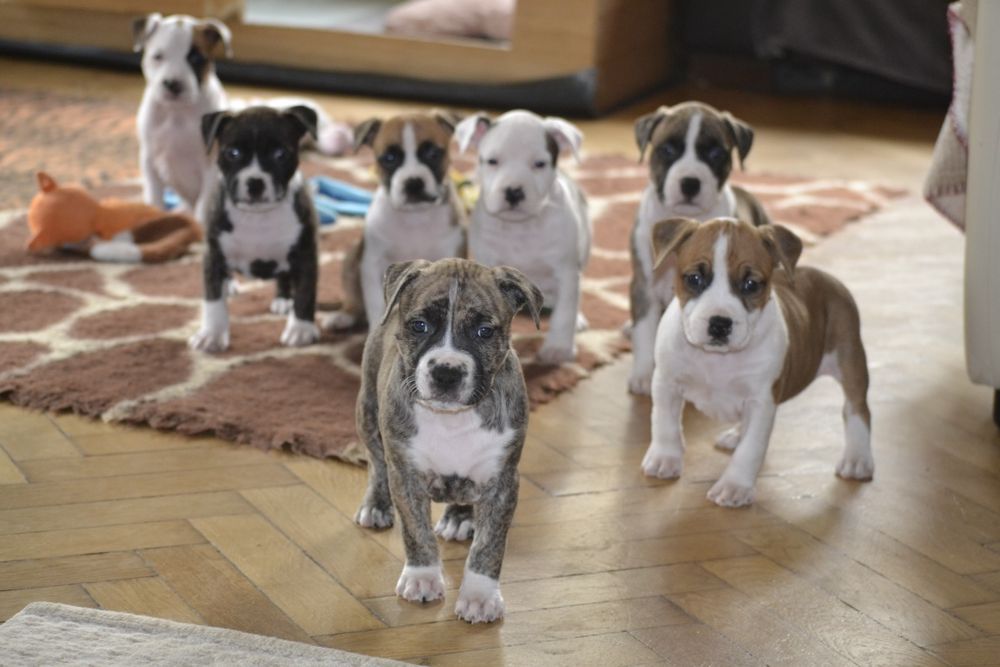 Gotowa do odbioru sliczna suczka American Staffordshire Terrier ZKwP