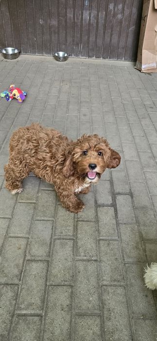 Cockapoo / dziewczynka
