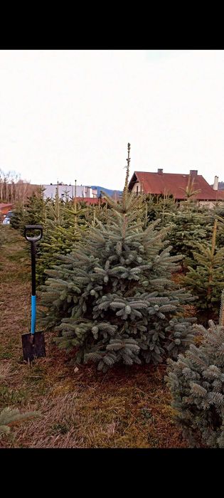 Świerki kłujące srebrne - likwidacja plantacji