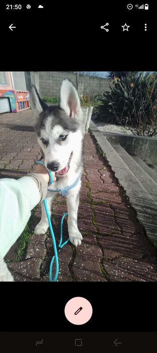 Husky lindo para montas