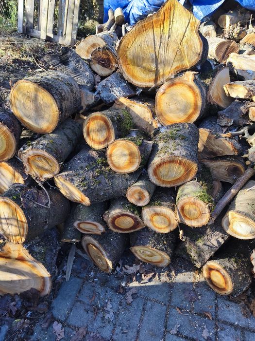 Drewno owocowe do wędzenia. Czereśnia, jabłoń...