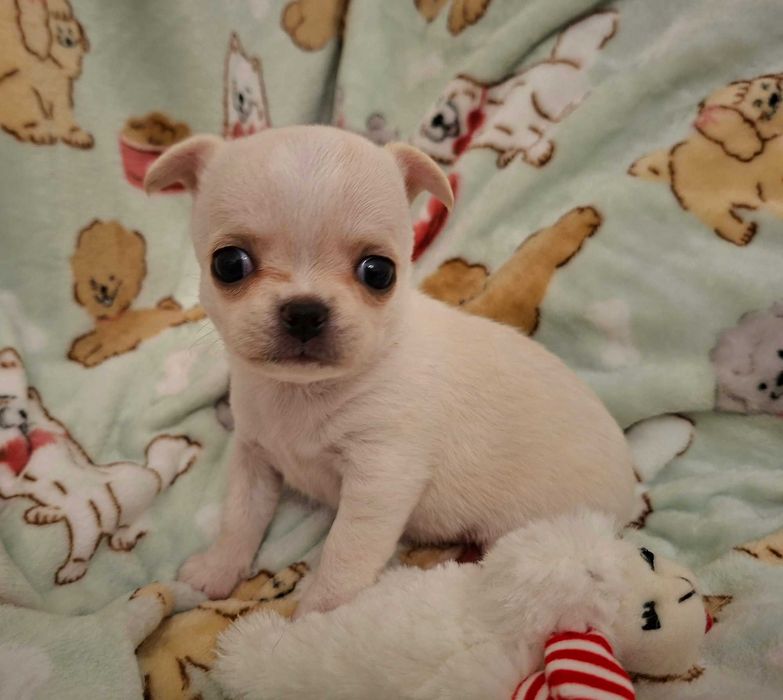 Chihuahua sunia kremowa krótkowłosa, FCI ZKWP