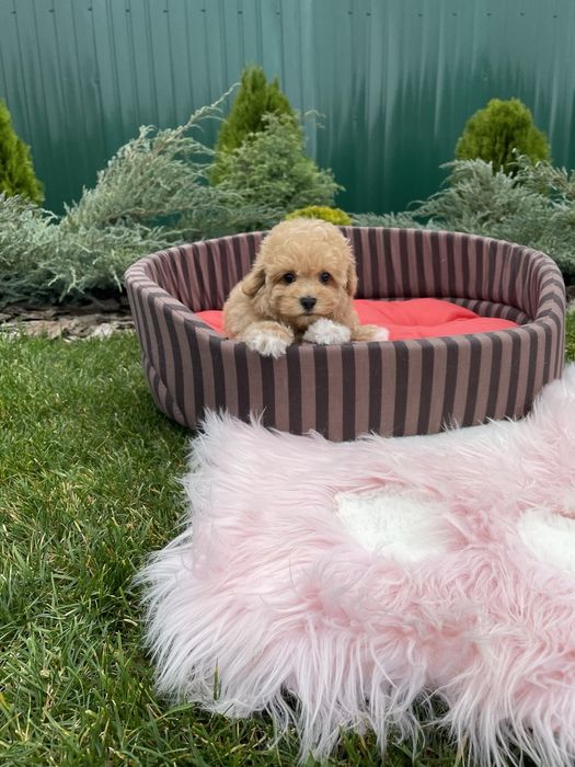 Щенки Мальтипу F1