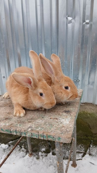 Кролі породи Бургунці