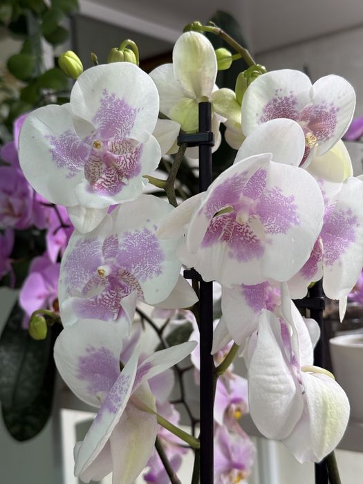 Орхидея Биг Лип растение