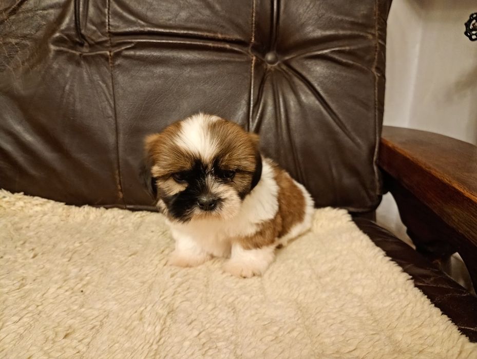Shih tzu suczka z rodowodem