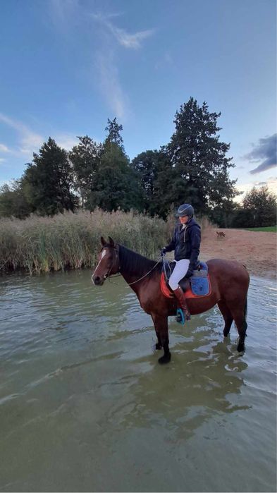 Wałach Quarter Horse