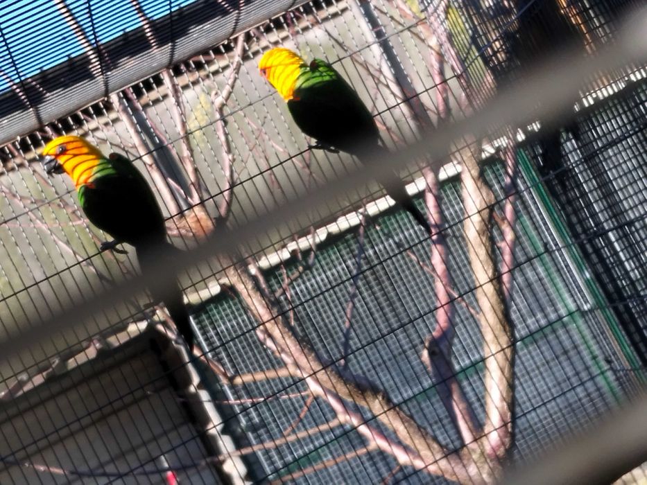 Várias aves para de 2025