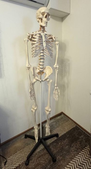 Анатомічний макет скелету