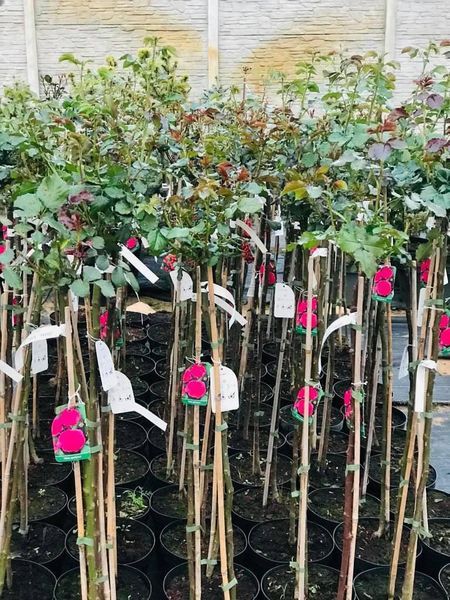 Róże Na Pniu 100 cm Wielkokwiatowe- Cena 65 zł