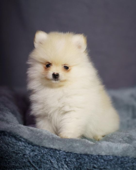 Pomeranian piesek