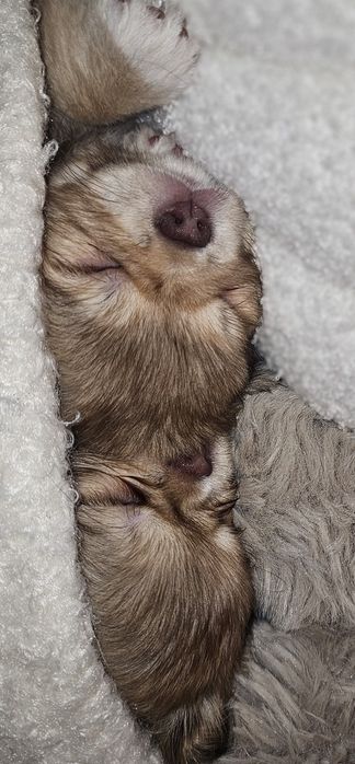 chocolate & sable