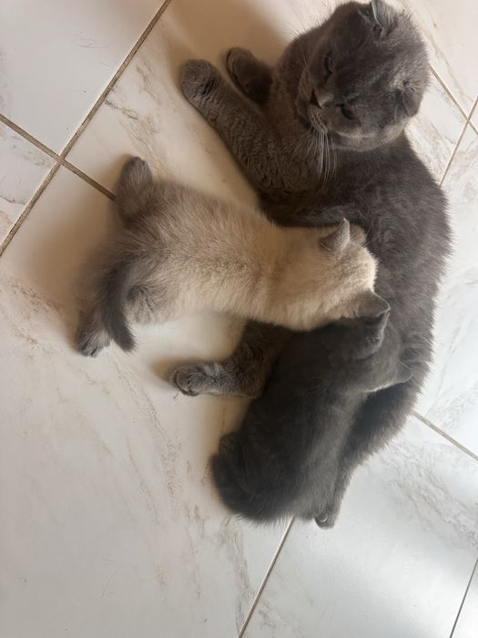 Продаю котики чистокровні