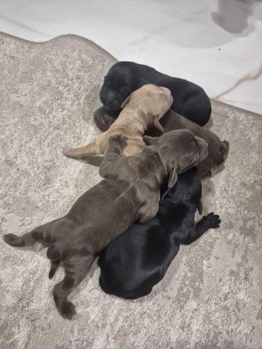 Спаніель. Кокер Спаніель