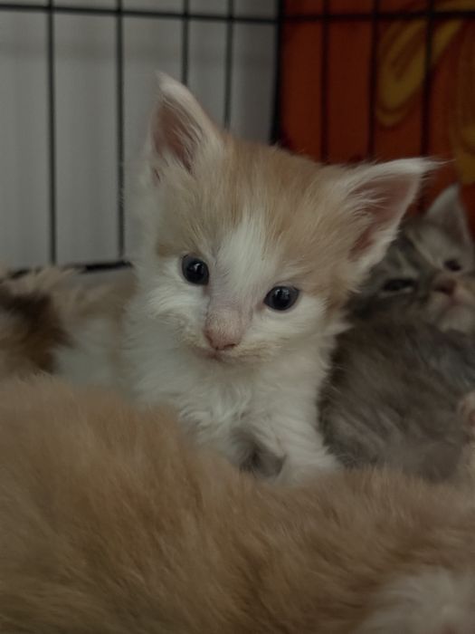 Kocurek Maine Coon do rezerwacji