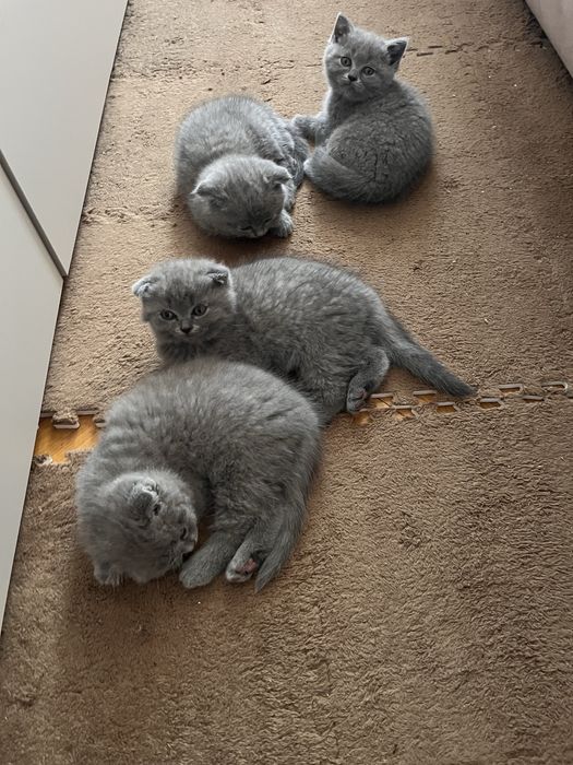 Шотландські кошенята