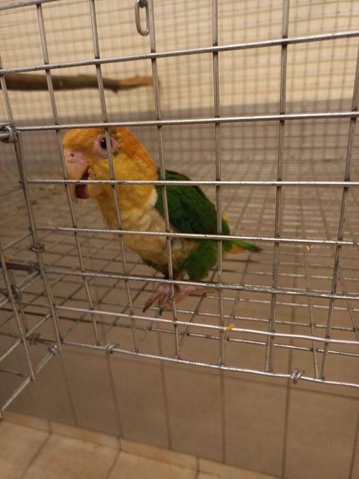 Pionites Leucogaster Leucogaster