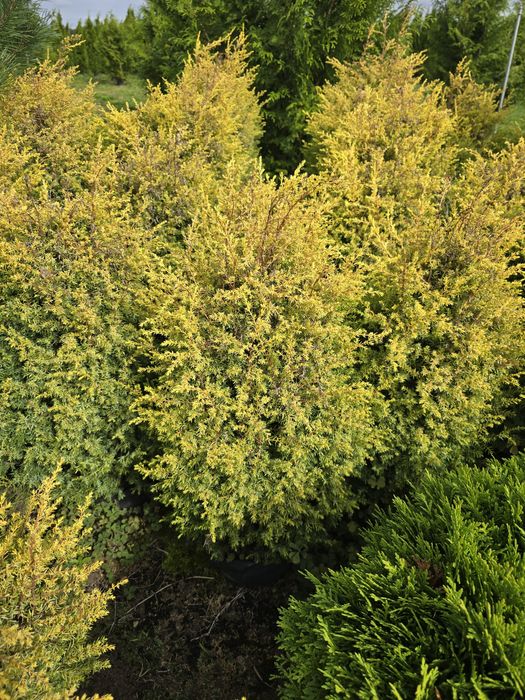 Jałowiec Gold Cone 40-80 cm  pospolity żółty Gold blue arrow arnold