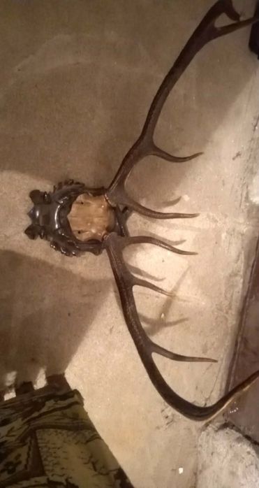 Zestaw róznych rogów