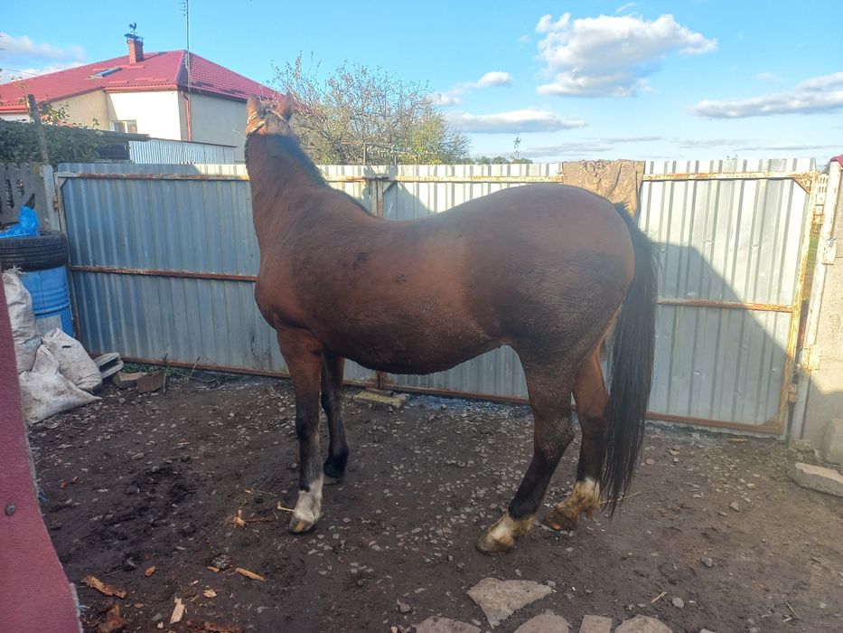 Продається дві кобили