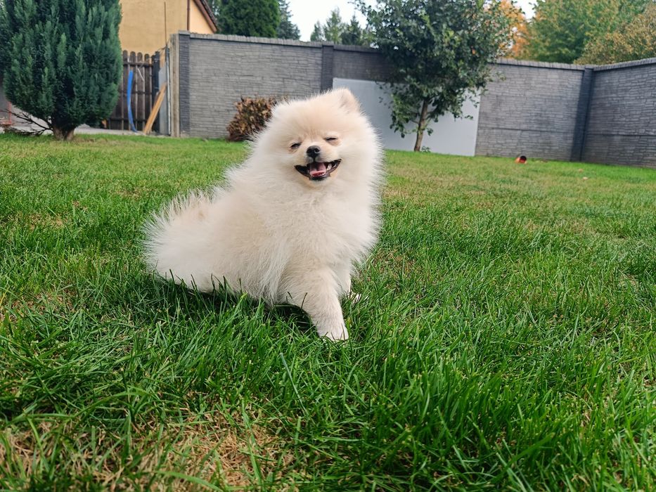 Pomeranian – piękna kremowa suczka
