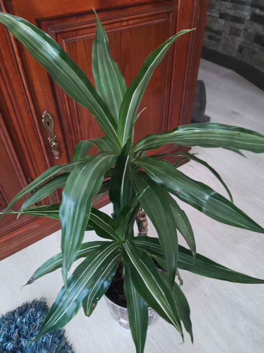 Planta viçosa Dracaena
