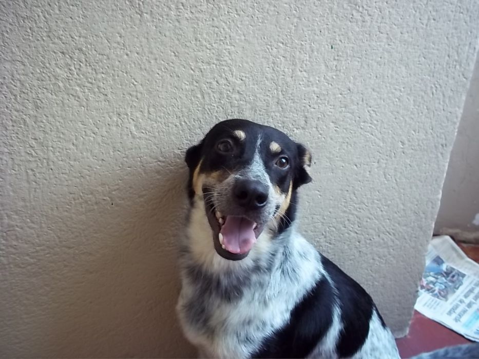 Serviços de dog Walker e petsitter