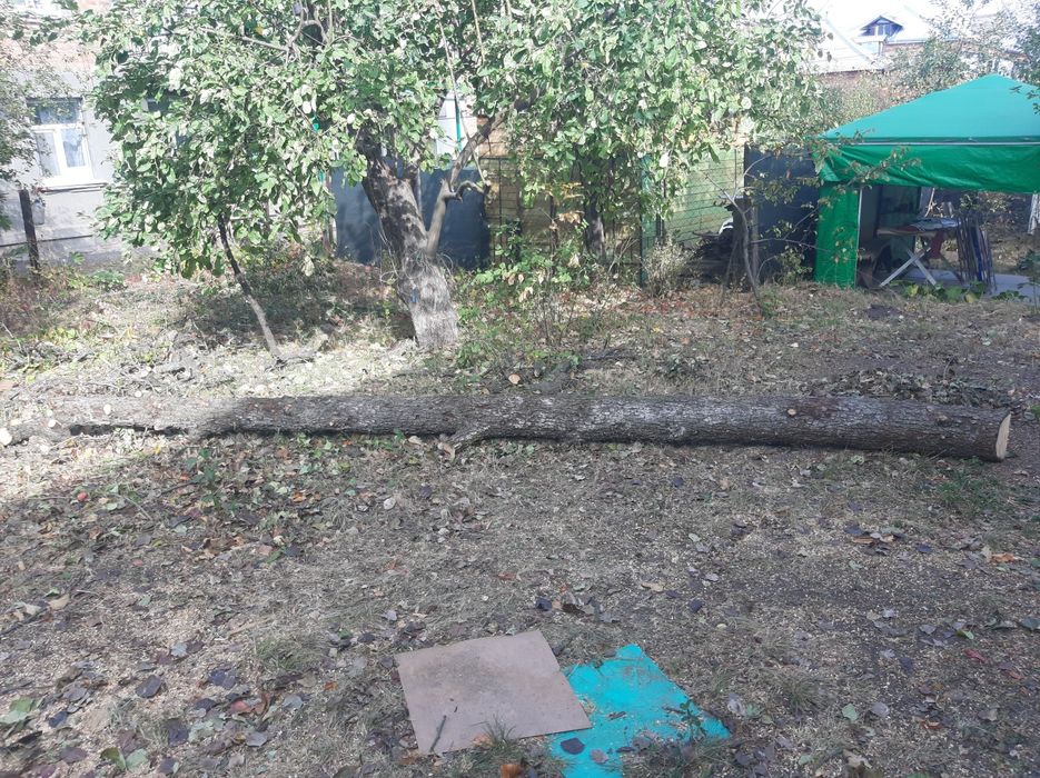 Продам деловое дерево,груша.
