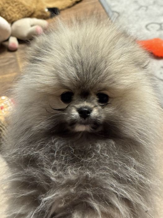 Померанський шпіц преміум-класу