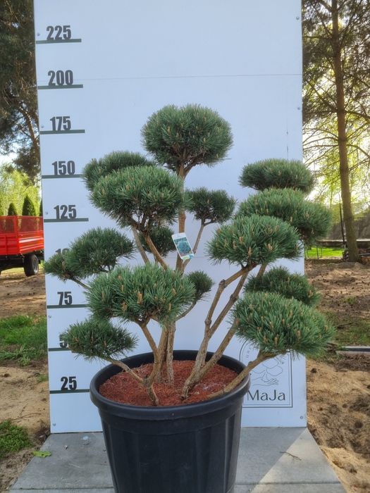 Sosna Watereri bonsai