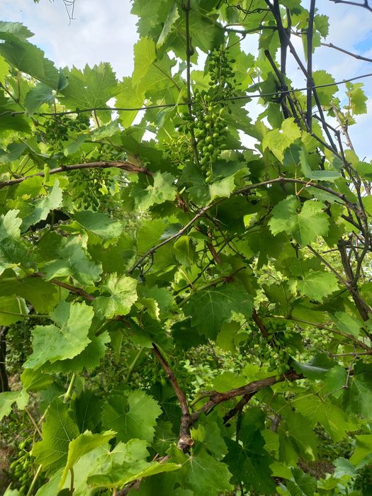 Продам дачу в Лесничестве