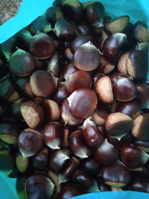 Estou a vender castanhas na zona da Covilhã