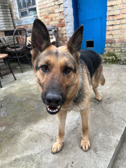 Німецька вівічарка безкоштовно